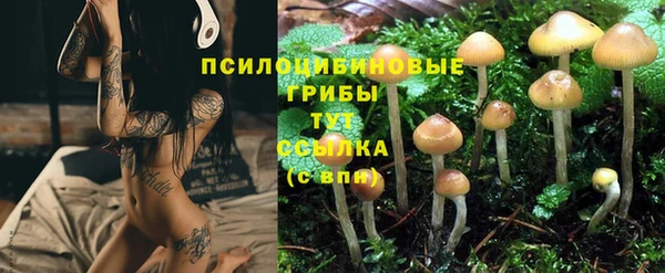 apvp Алзамай